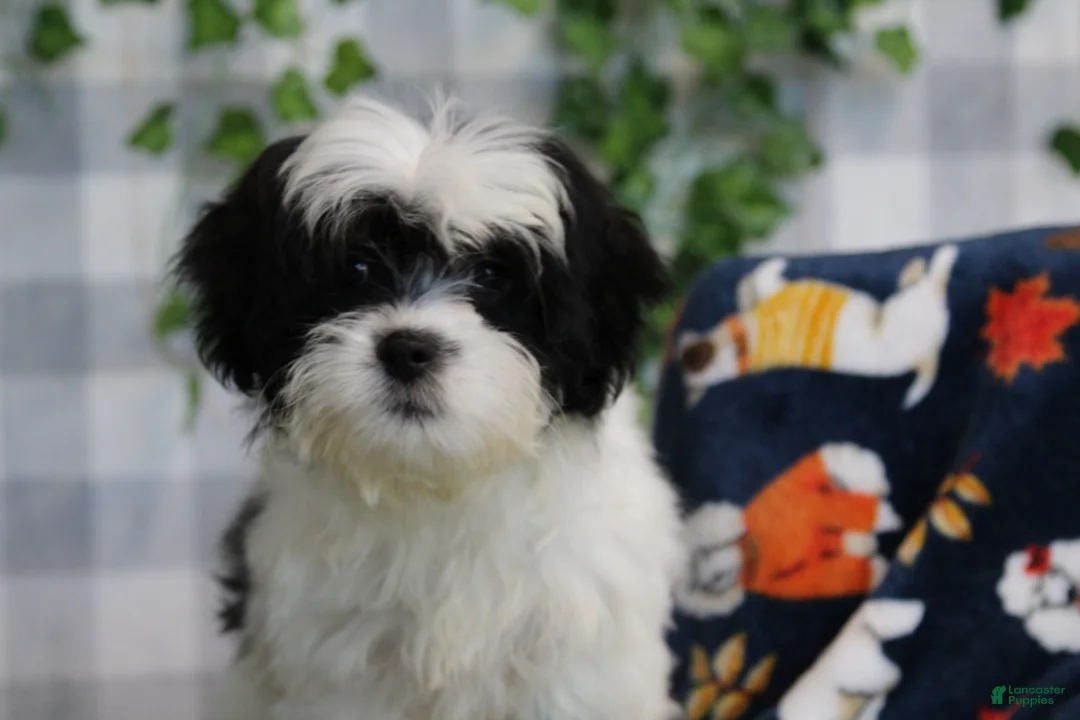 Bichpoo dogs for sale: Mushy - Ad 2