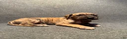 Great Dane dogs for sale: Orange Collar - Ad 2