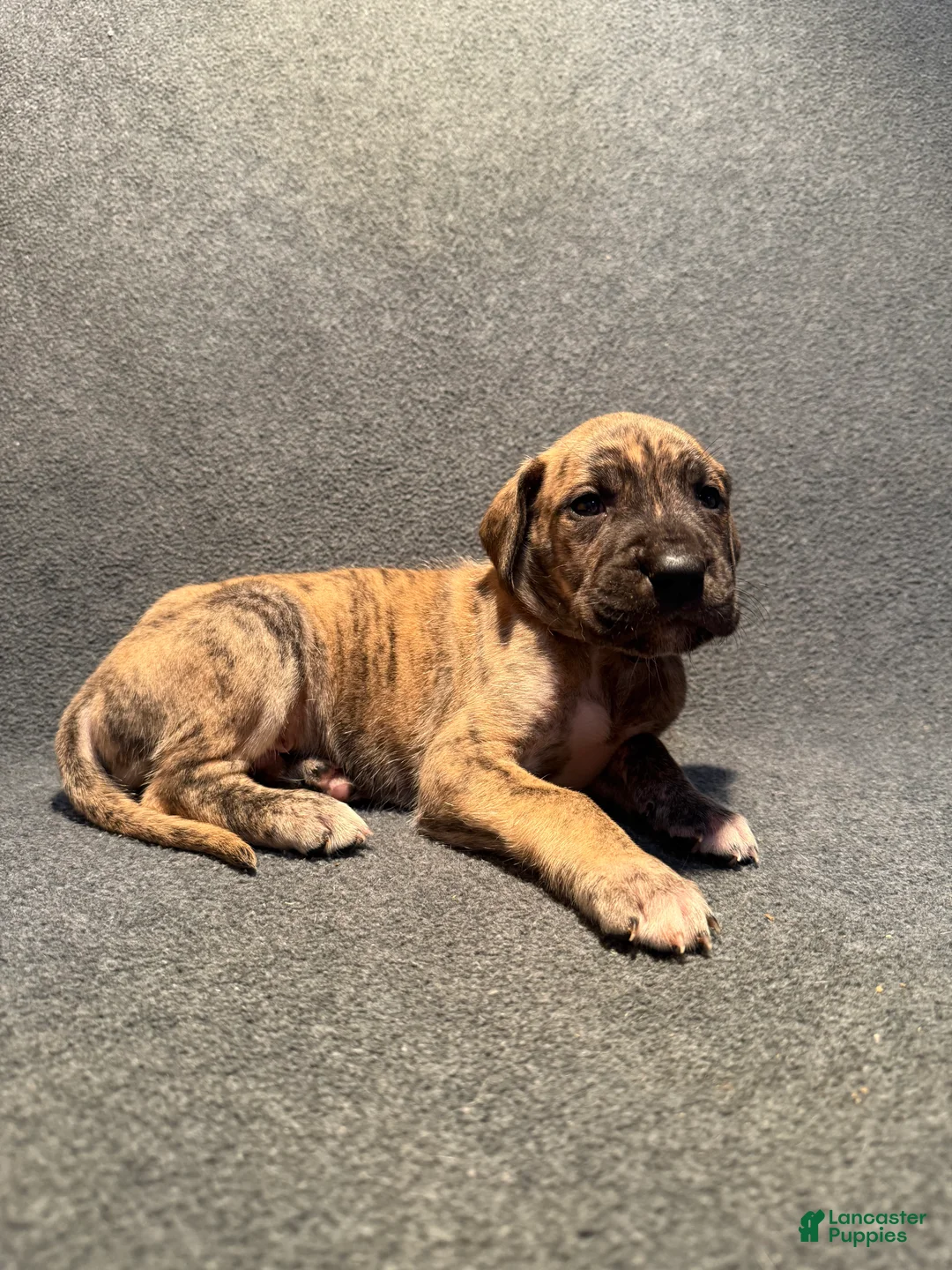 Great Dane dogs for sale: Orange Collar - Ad 2