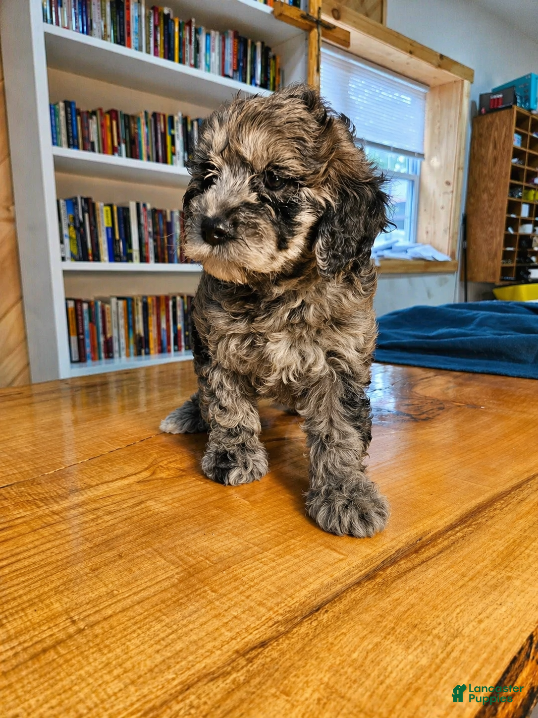 Mixed Breed dogs Merlin - Ad 1