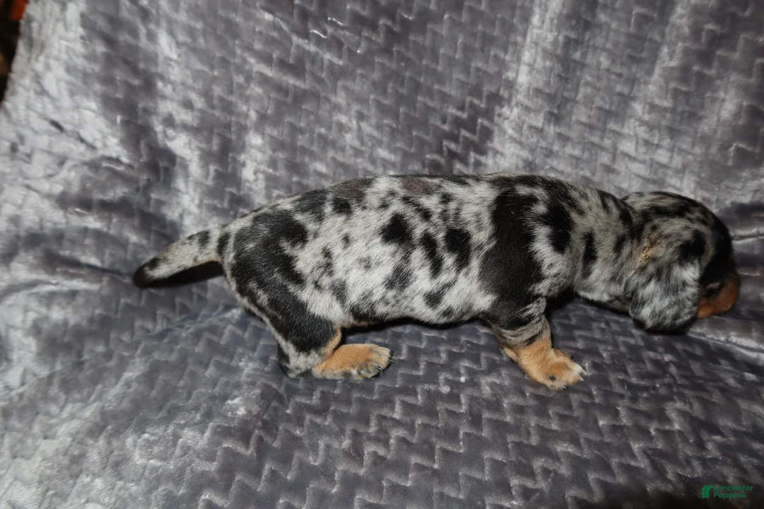 Dachshund dogs for sale: Dachshund Puppy 2 - Ad 2