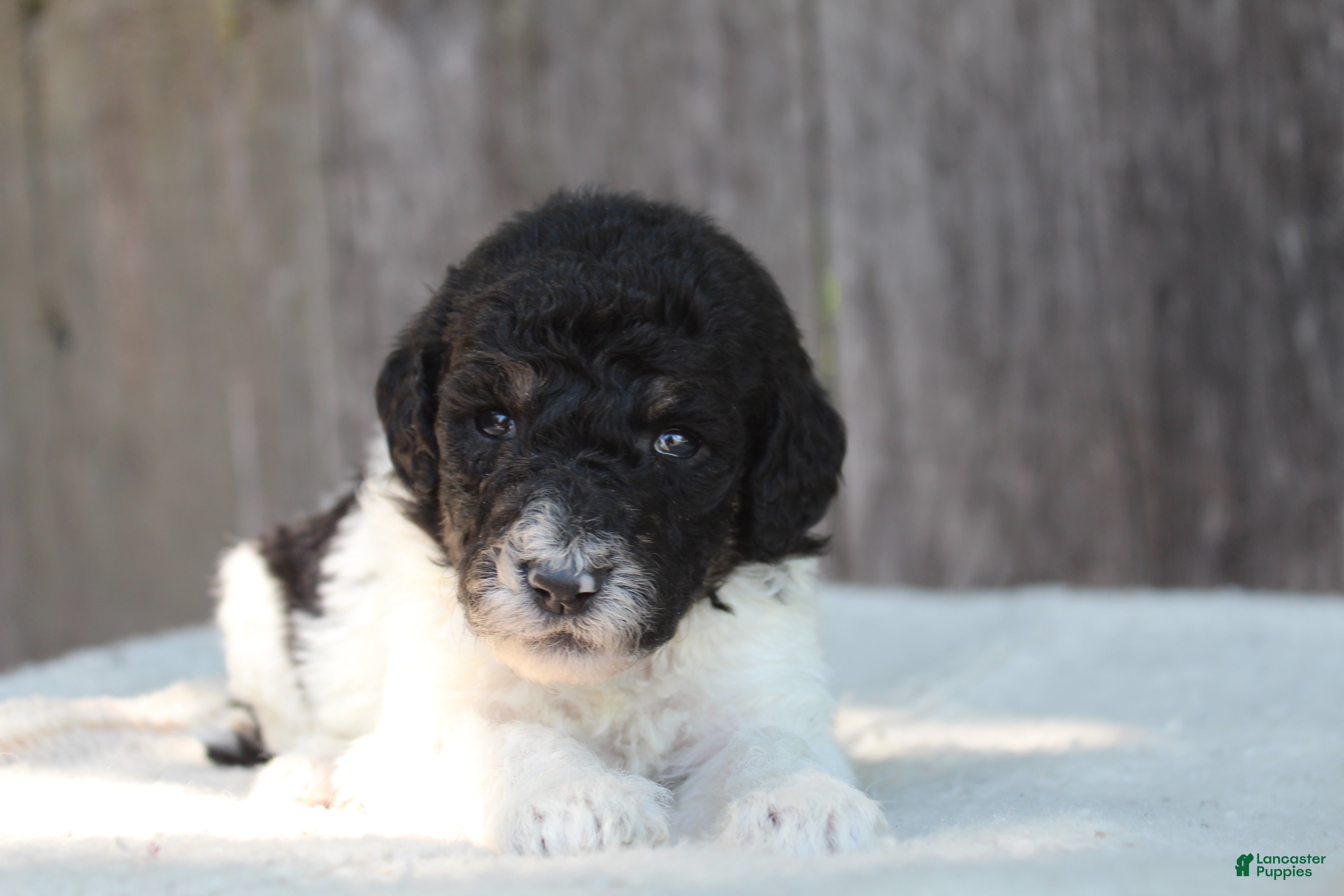 Standard Poodle dogs for sale: Sage AKC standard poodle - Ad 5