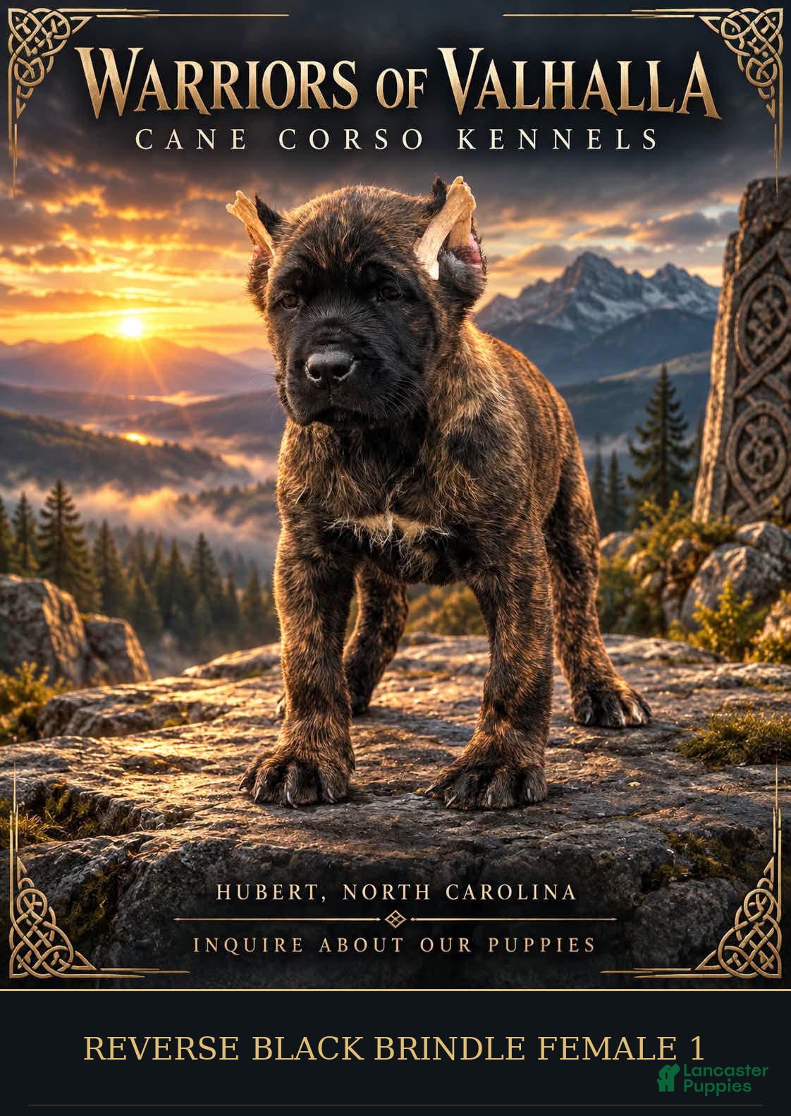 Cane Corso dogs Reverse Black Brindle Cane Corso Female 1 - Ad 1