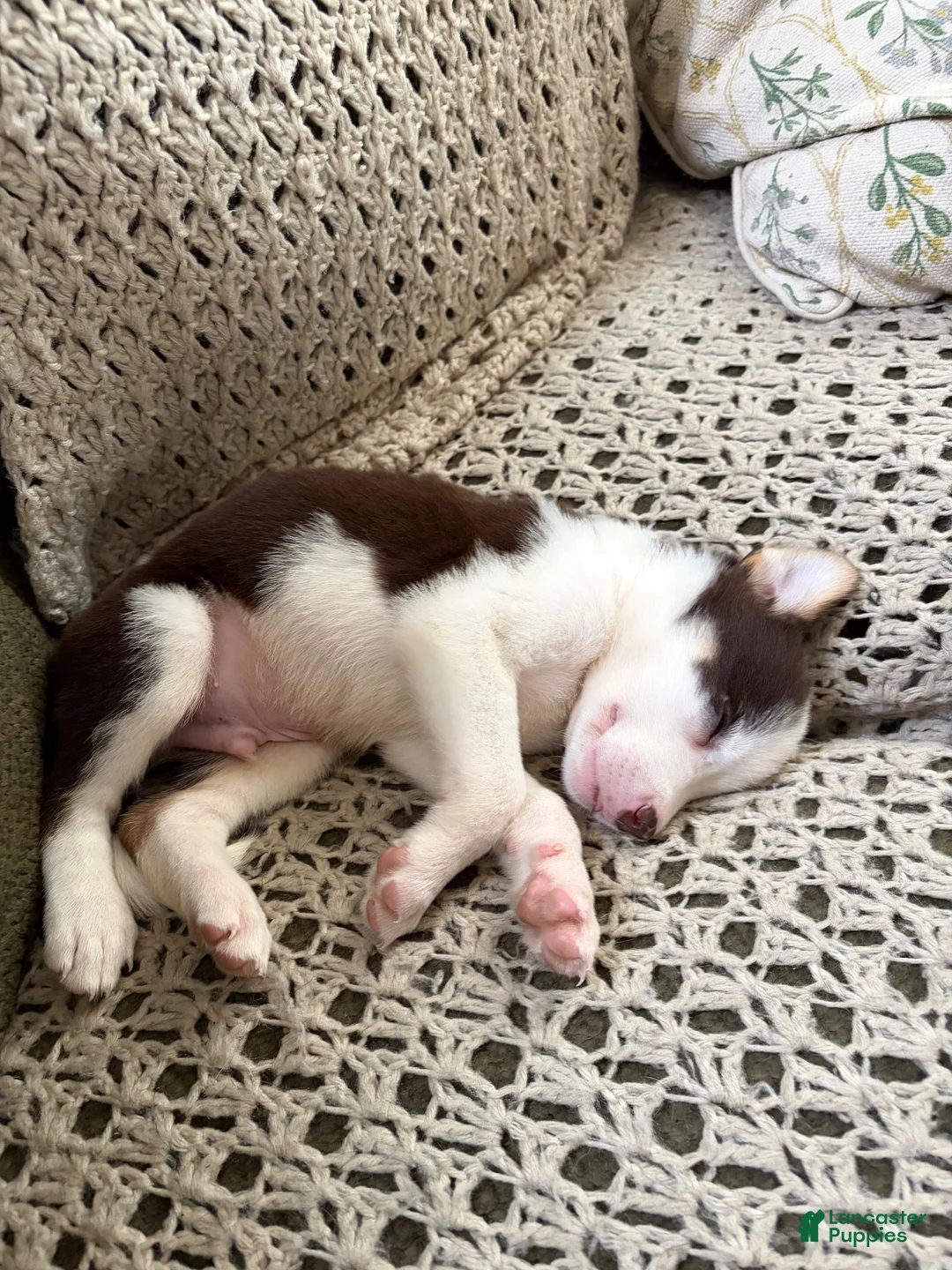 Mixed Breed dogs for sale: Woody - Ad 2