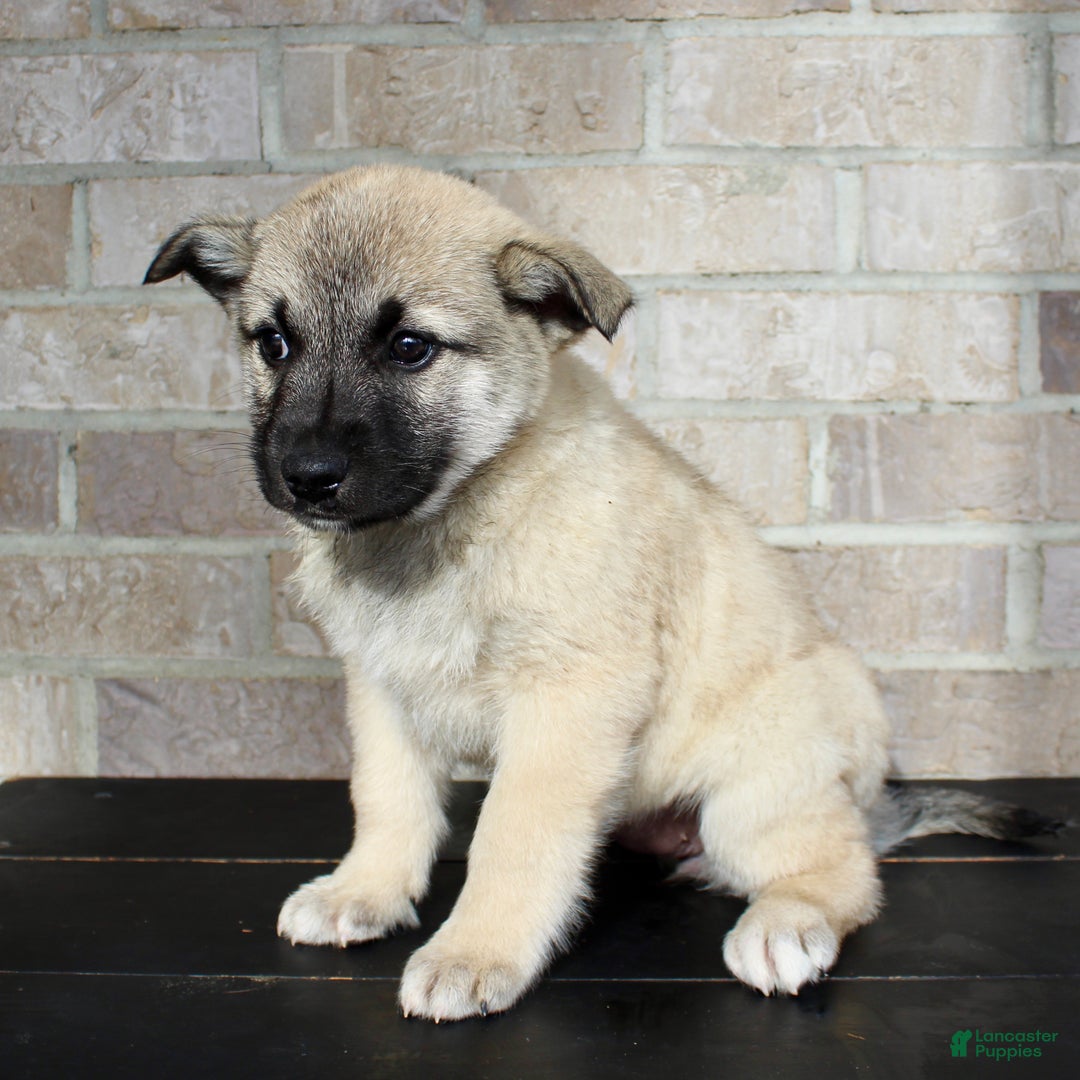Mixed Breed dogs for sale: Sadie Rose - Ad 4