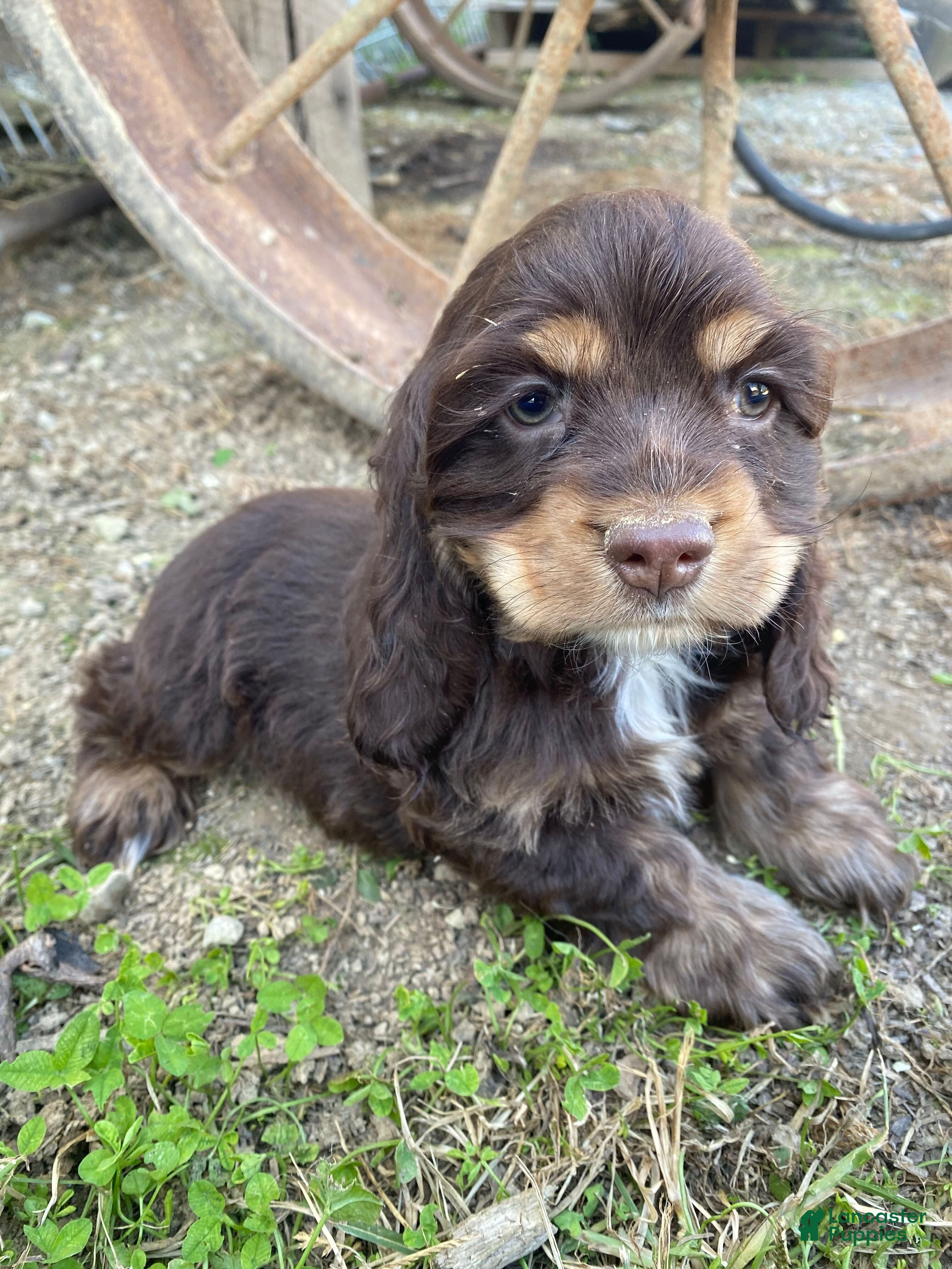 Cocker Spaniel dogs Snickers - Ad 1