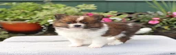 Pomeranian dogs for sale: Brownie - Ad 5