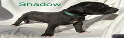 Great Dane dogs for sale: Shadow  - Ad 8