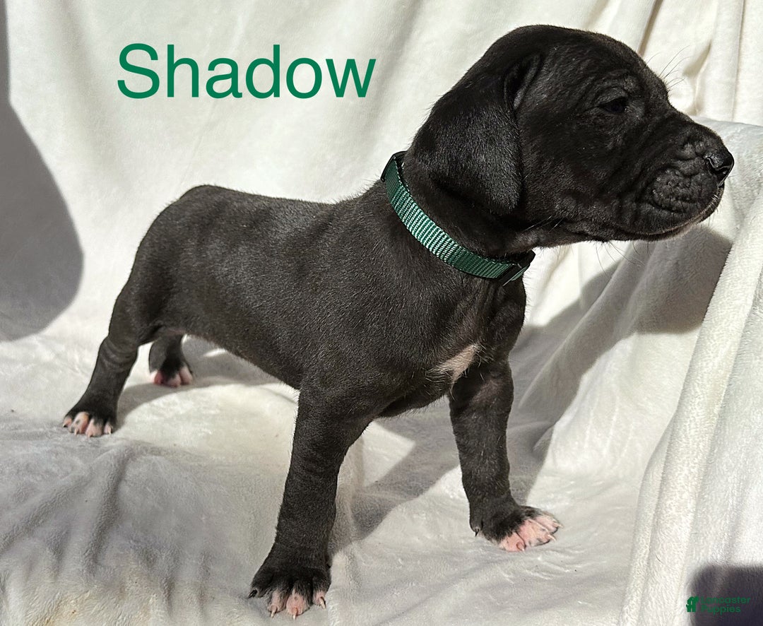 Great Dane dogs for sale: Shadow  - Ad 8
