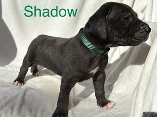 Great Dane dogs - Ad 15