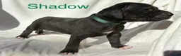 Great Dane dogs for sale: Shadow  - Ad 10