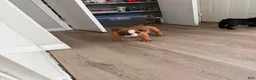 English Bulldog dogs for sale: English Bulldog 1 - Ad 4