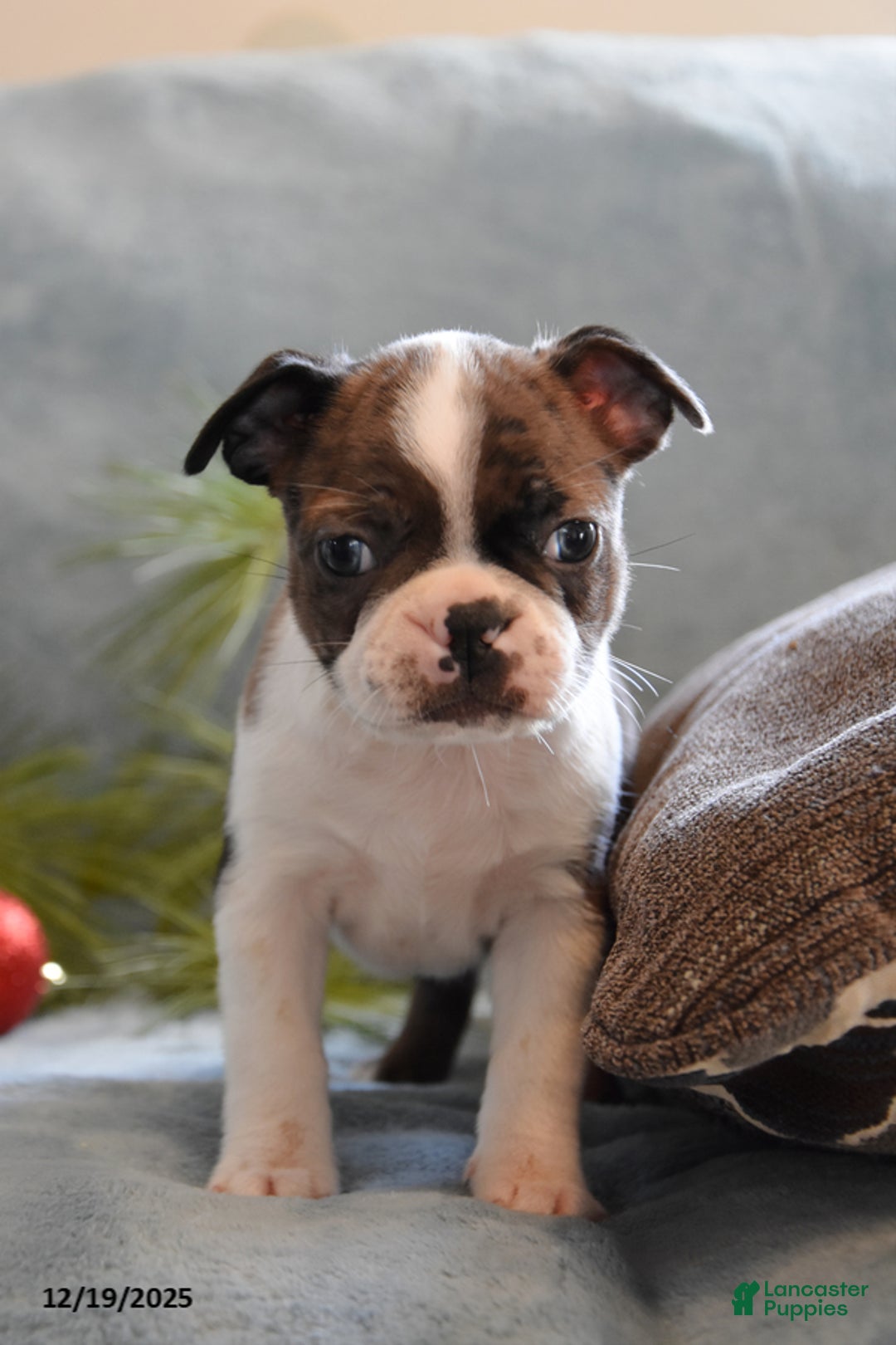 Boston Terrier dogs for sale: Luna - Ad 1