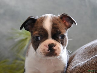 Boston Terrier dogs Luna - Ad 8