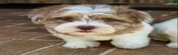 Shihpoo dogs for sale: Bennett - Ad 16