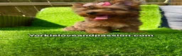Yorkshire Terrier dogs for sale: Yorkshire Terrier 1 - Ad 9