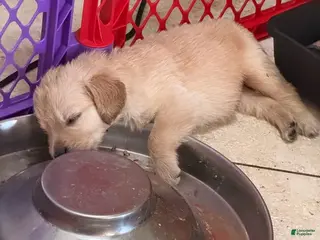 Golden Retriever dogs for sale: Golden Retriever Boy 1 - Ad 4