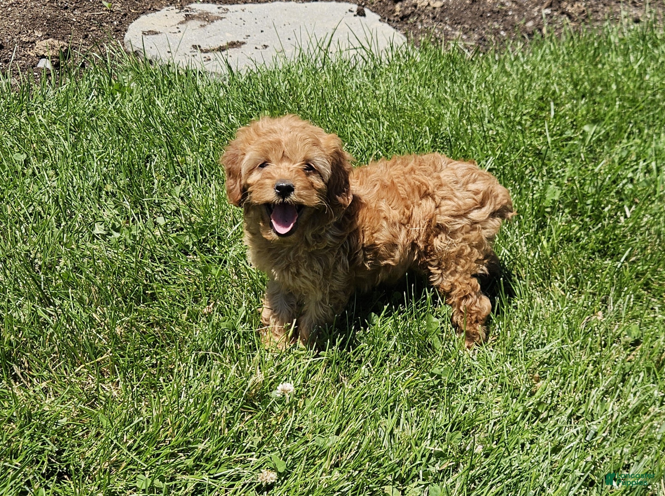 Cockapoo dogs Bonny - Ad 1
