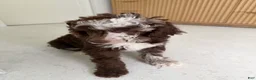 Standard Poodle dogs for sale: Finch  - Ad 7