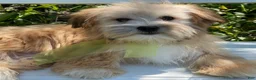 Morkie dogs for sale: Nemo - Ad 1