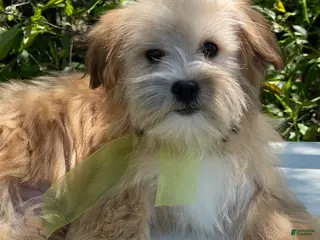 Morkie dogs for sale: Nemo - Ad 1