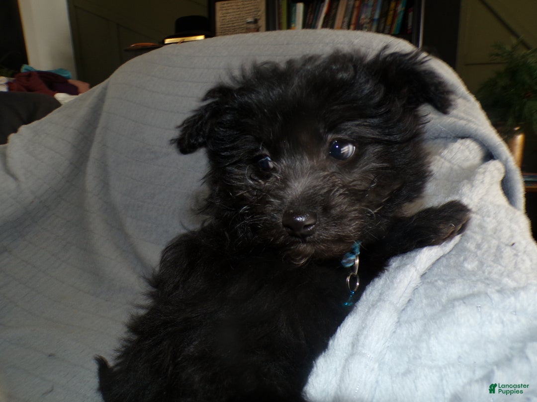 Pomapoo dogs for sale: Pomapoo Puppy 1 Jodi - Ad 1