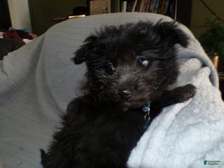 Pomapoo dogs Pomapoo Puppy 1 Jodi - Ad 14