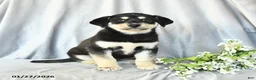 Mixed Breed dogs for sale: Fancy - Ad 1