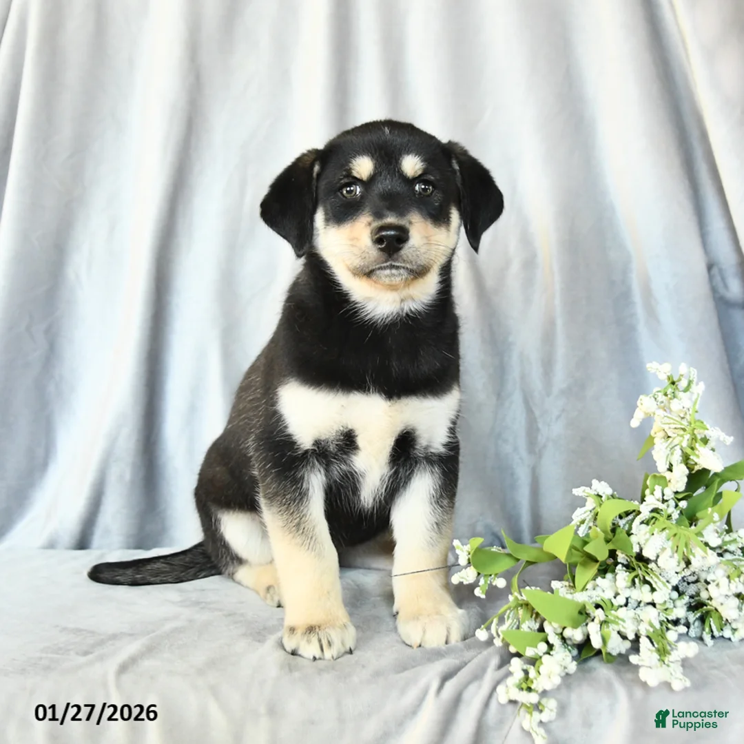 Mixed Breed dogs for sale: Fancy - Ad 1