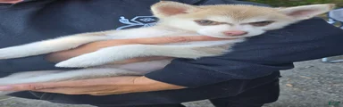 Pomsky/delivery 