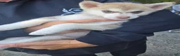 Pomsky dogs for sale: Pomsky/delivery  - Ad 1