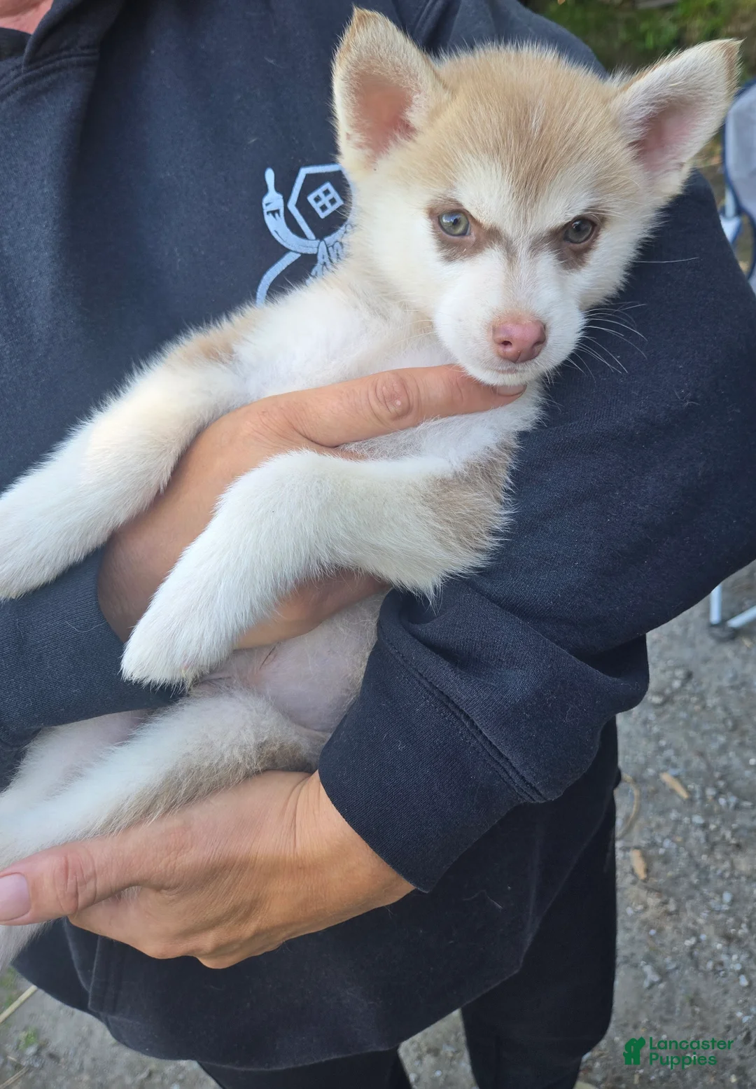 Pomsky dogs for sale: Pomsky/delivery  - Ad 1
