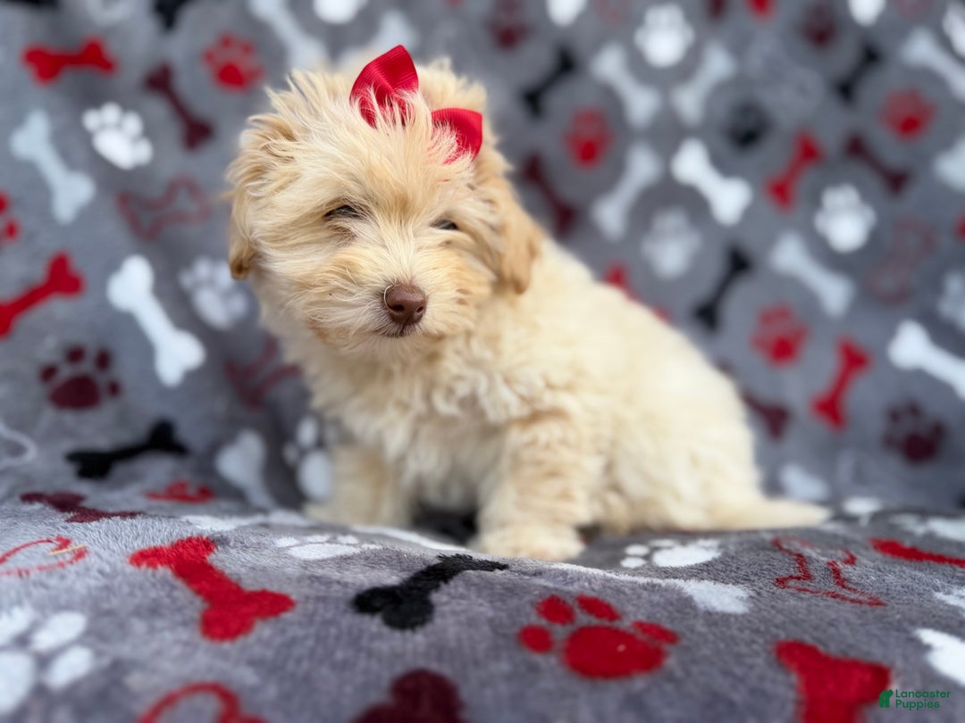 Havapoo dogs for sale: Faith - Ad 5