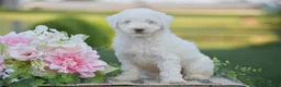 Mini Goldendoodle dogs for sale: Rachel (F1B) - Ad 1