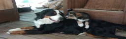 Mixed Breed dogs for sale: Cindy Father's day special. - Ad 3