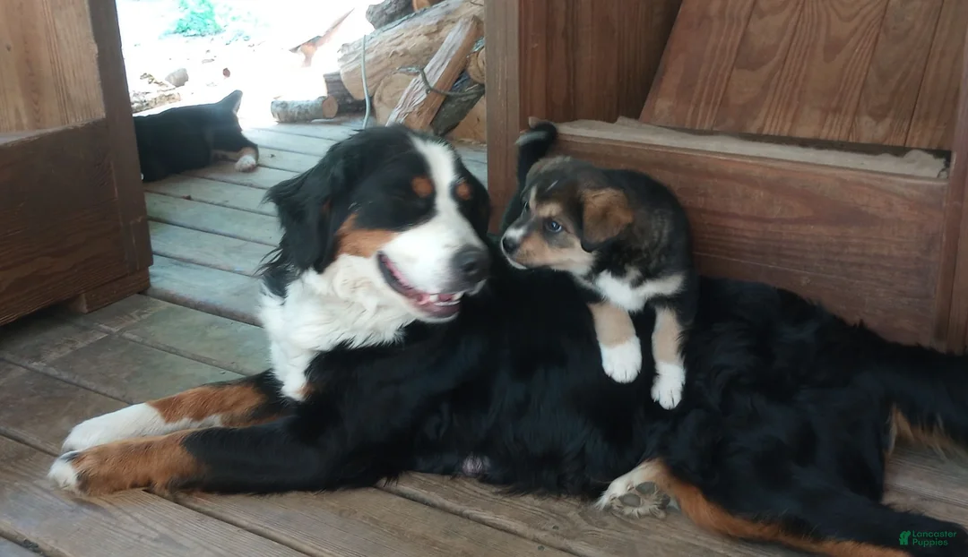 Mixed Breed dogs for sale: Cindy Father's day special. - Ad 3