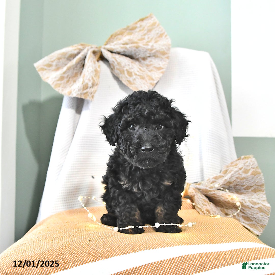Miniature Poodle dogs for sale: Alvin - Ad 2