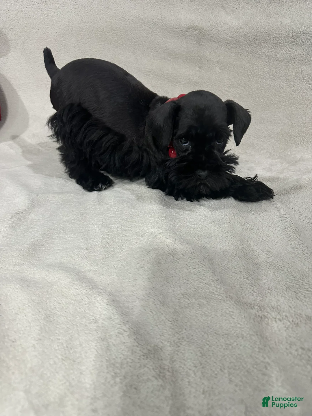 Miniature Schnauzer dogs for sale: Molly - Ad 5