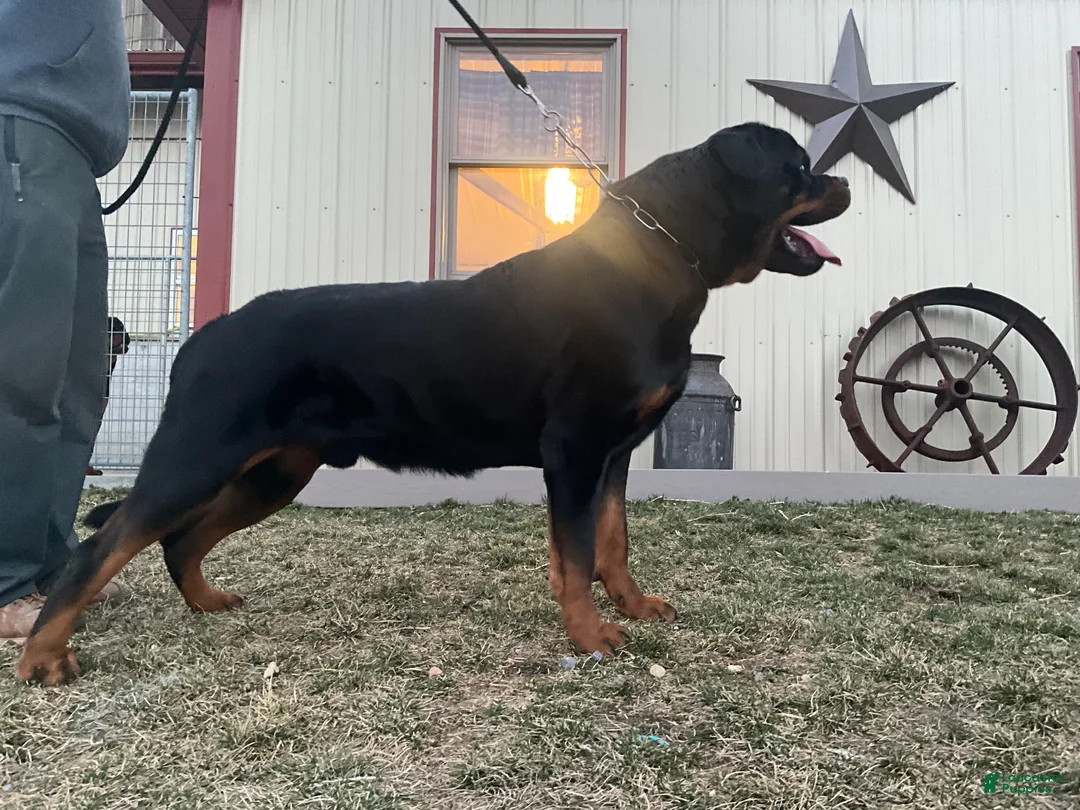 Rottweiler dogs for sale: Rottweiler 1 - Ad 8