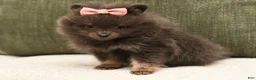 Pomeranian dogs for sale: Lily Blu - Ad 3