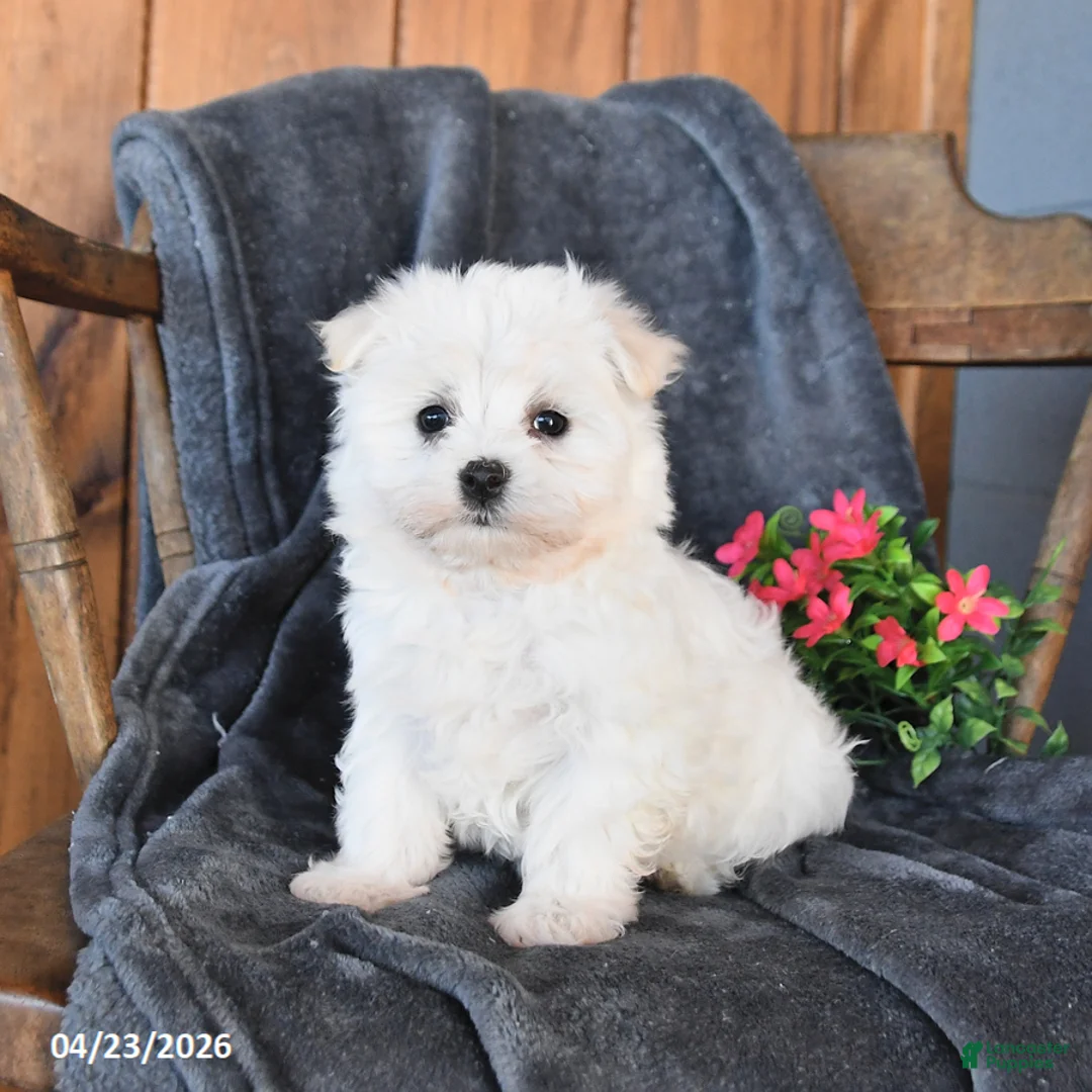 Maltese dogs for sale: Fluffy - Ad 1