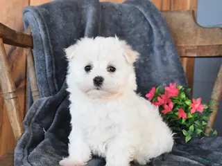 Maltese dogs for sale: Fluffy - Ad 1