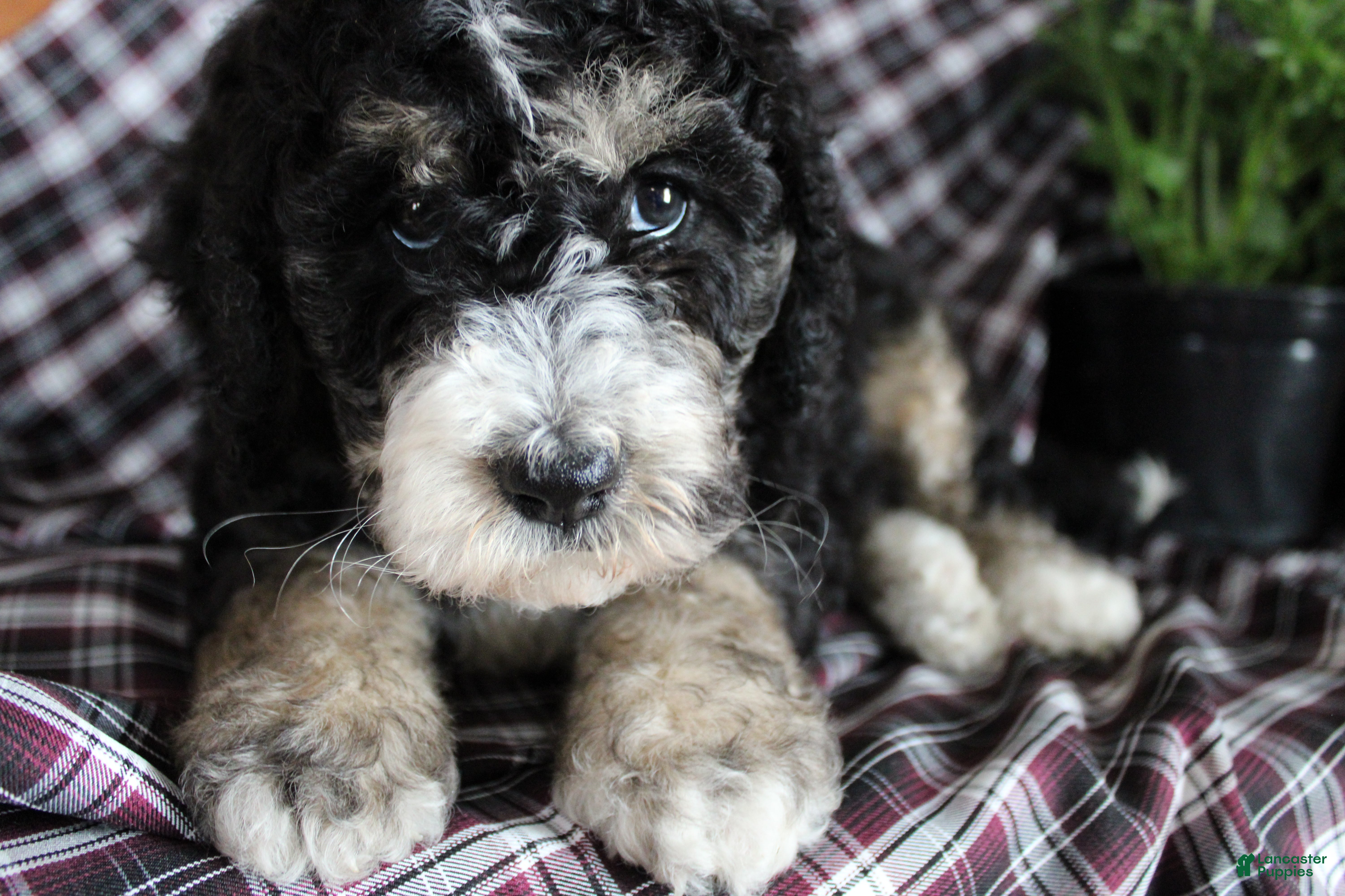 Bernedoodle dogs Chris - Ad 41