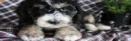 Bernedoodle dogs for sale: Chris - Ad 1