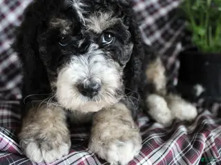 Bernedoodle dogs Chris - Ad 41