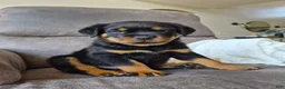 Rottweiler dogs for sale: Zeke - Ad 6
