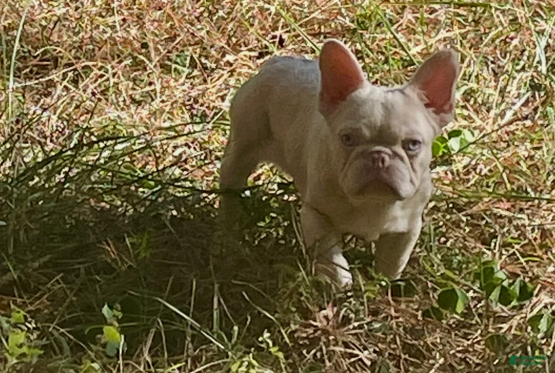 French Bulldog dogs for sale: Yang the Pink Micro - Ad 8