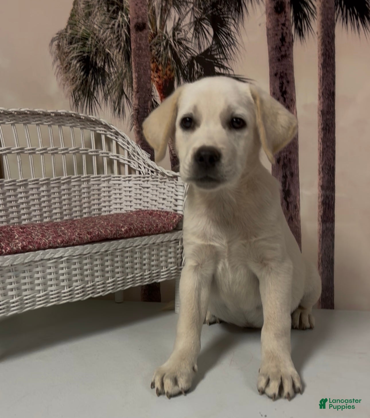 Labrador Retriever dogs for sale: Labrador Retriever Jackie - Ad 32