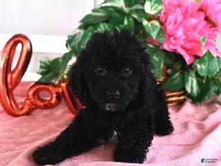 Miniature Poodle dogs for sale: Annabelle - Ad 4