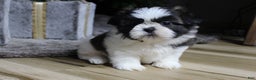 Shih Tzu dogs for sale: Koda - Ad 3